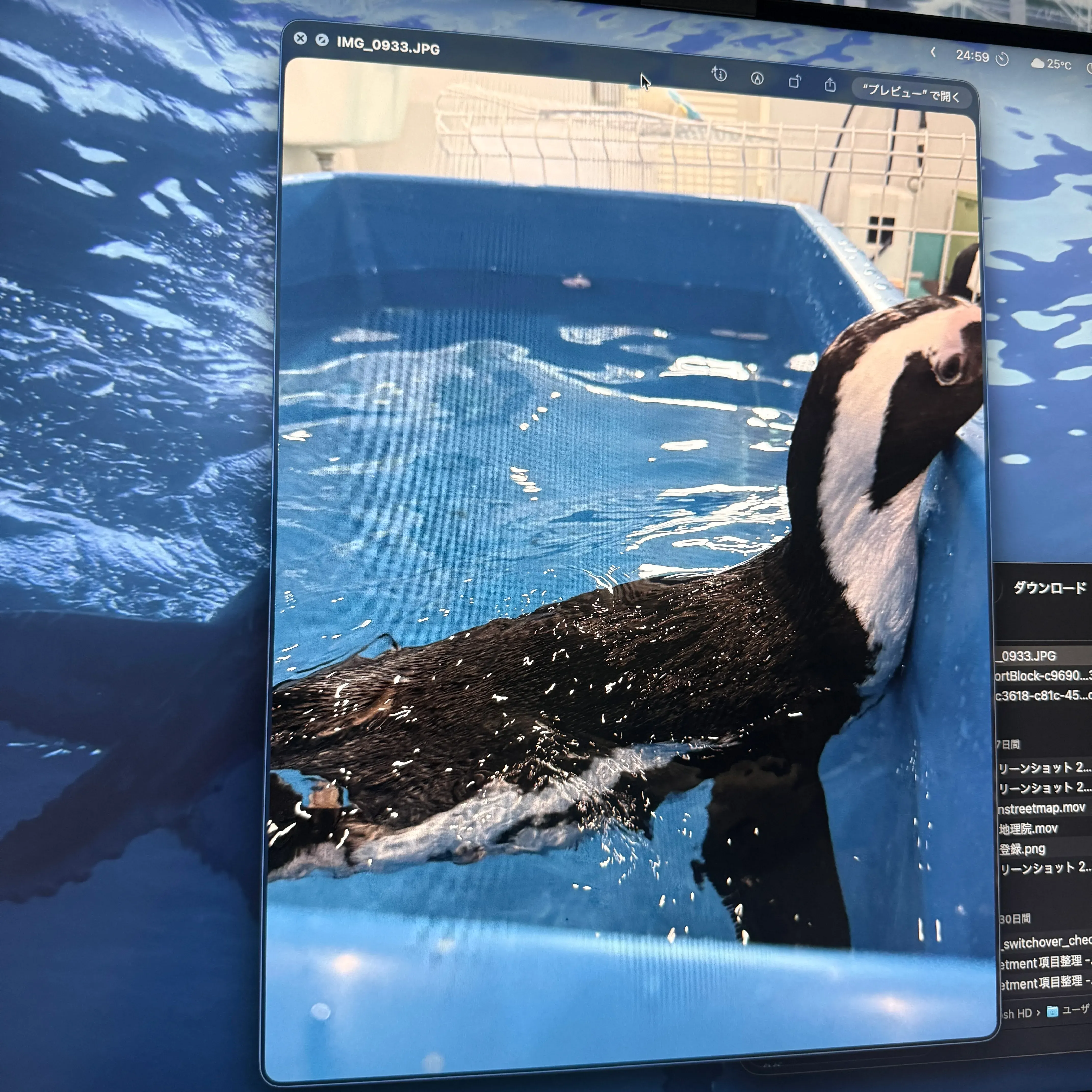 試しに写真を表示してみたところ