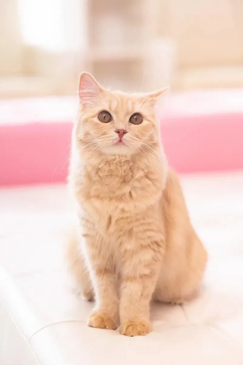 nekocyanPAKE4524-437_TP_V4.jpeg
