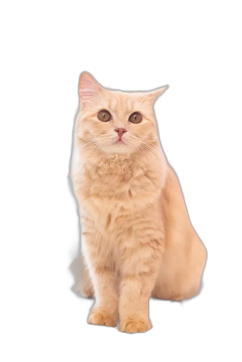 nekooutput.png