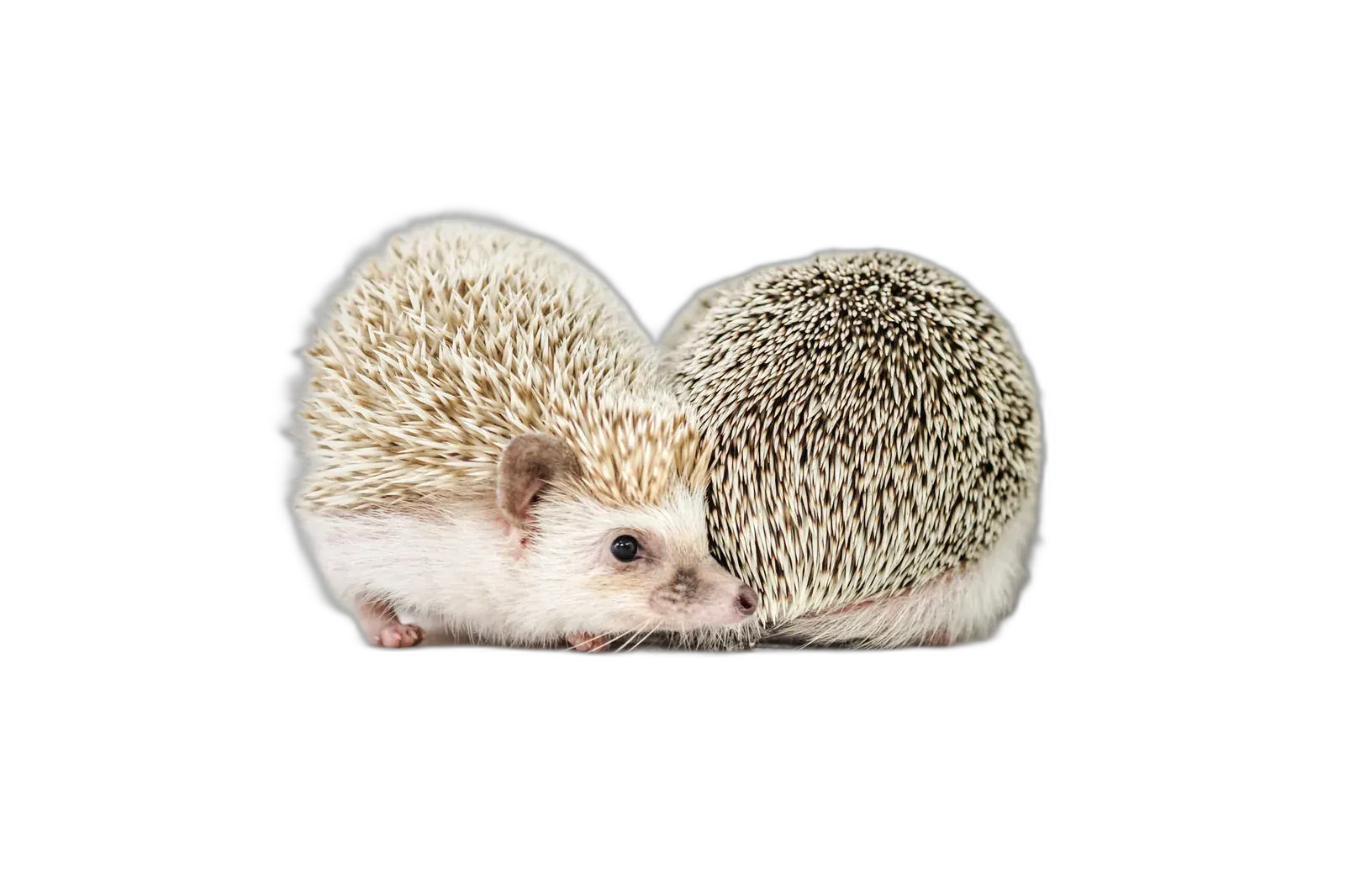 harioutput.png